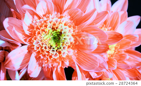 Macro shooting 28724364