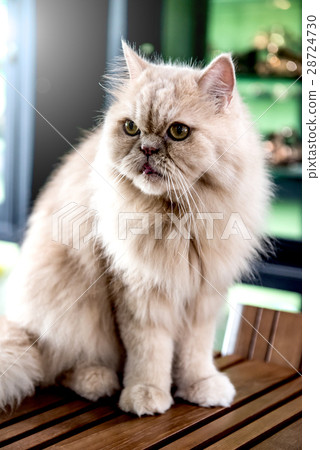 Cat, lovely animal and pet, Persian 28724730
