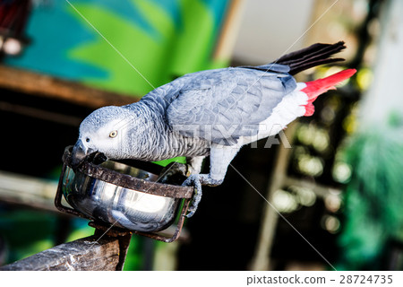 Parrot, lovely bird, animal and pet 28724735