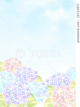 藍天和繡球花 28724977