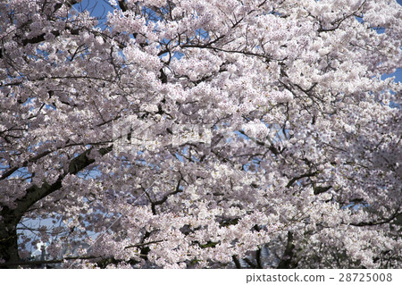 櫻桃樹 28725008