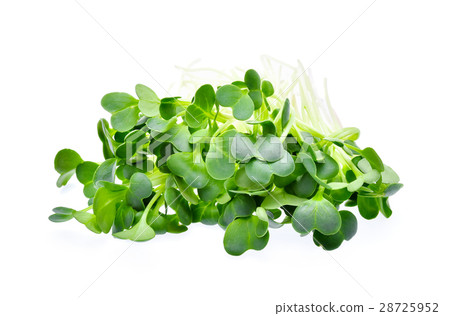 heap of alfalfa sprouts on white background 28725952