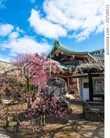 北野天滿宮的梅花和寶庫 28726015