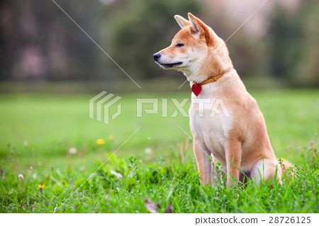 A young shiba inu sits in green garden. 28726125