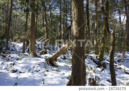 冬天的Aokigahara jikai 28726270