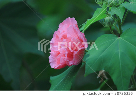 Pink beautiful flower, Hibiscus mutabilis Pink beautiful flower, Hibiscus mutabilis 28726336