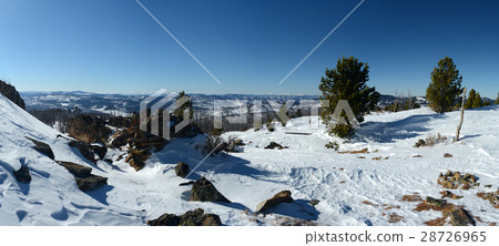 Winter mountain trees Winter mountain trees 28726965