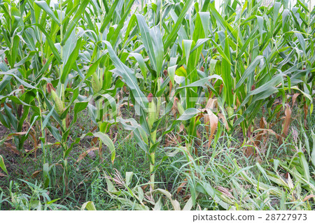 Sweet corn in the garden Sweet corn in the garden 28727973