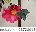 Camellia 28728018