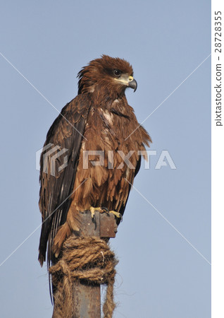 Black Kite Black Kite 28728355