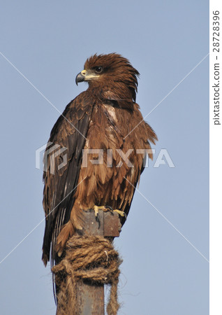 Black Kite Black Kite 28728396