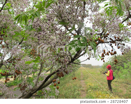 Bitter flower 28728407