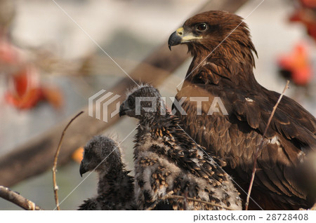 Black Kite   28728408