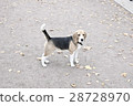 Dog 28728970