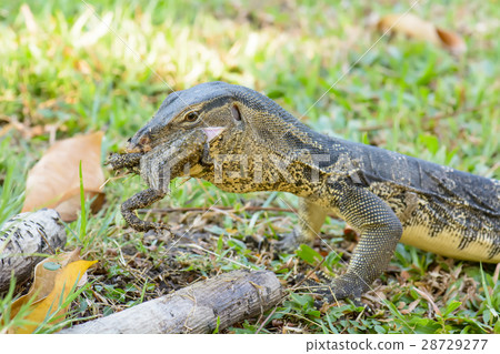 Varanus salvator eating frog 28729277