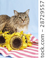 Cat and sunflower 28729557