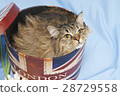 Cat in the box 28729558