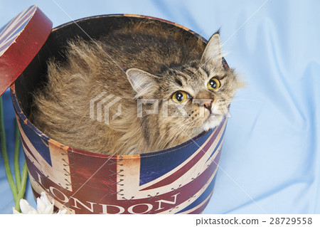 貓在盒子裡 28729558