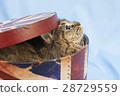Cat in the box 28729559