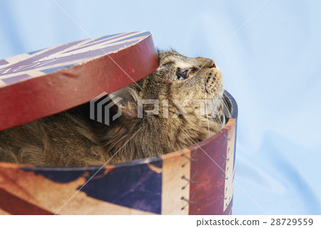 貓在盒子裡 28729559
