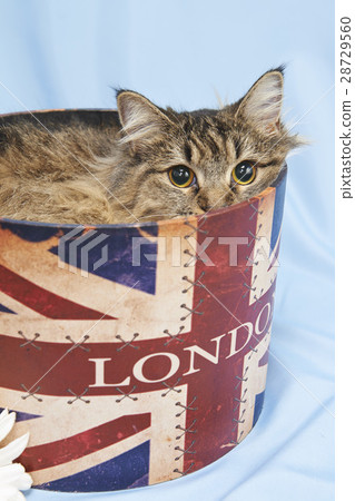 看著盒子裡的貓 28729560