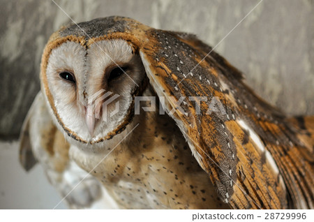 Barn Owl Barn Owl 28729996