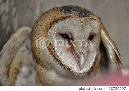 Barn Owl Barn Owl 28729997