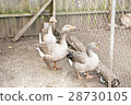 Ducks 28730105