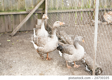 Ducks 28730105