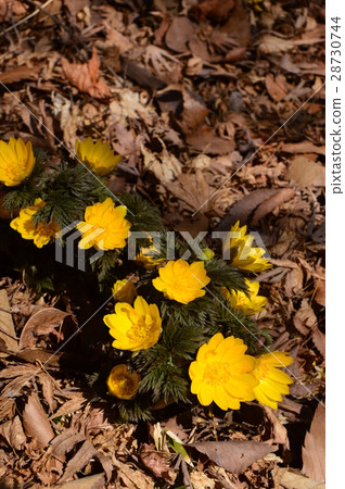 西町鄉村 28730744