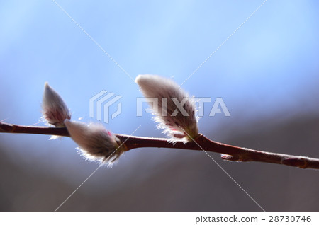 西町Townsan no Sato Neko Yanagi 28730746