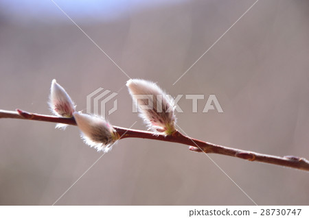 西町Townsan no Sato Neko Yanagi 28730747