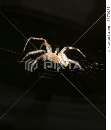 Spider. close 28730814