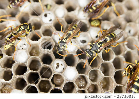 wasps. close 28730815