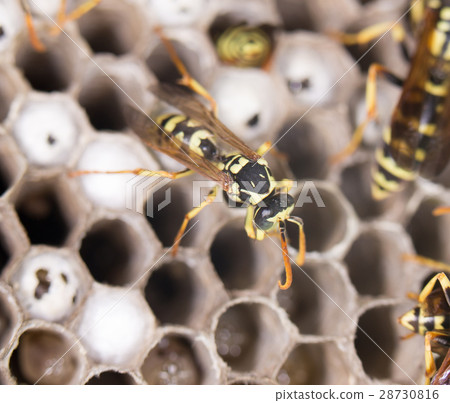 wasps. close 28730816