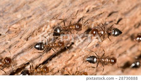 ants on wood. close-up ants on wood. close-up 28730888