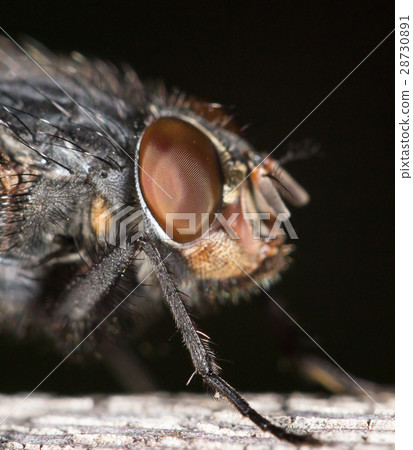 House fly close up House fly close up 28730891