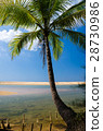 Coconut palms on the beach and blue sky. 28730986