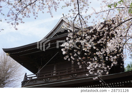 櫻花Takanji寺廟府中市 28731126