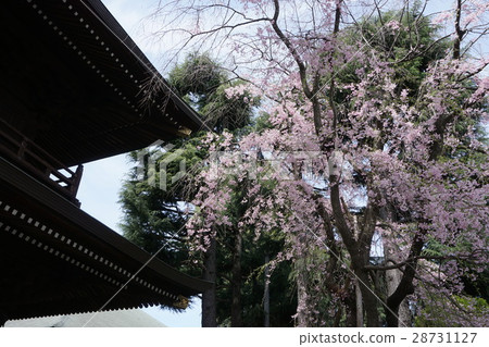 櫻花Takanji寺廟府中市 櫻花Takanji寺廟府中市 28731127