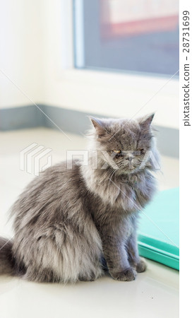 gray persian cat sitting in the room. 28731699