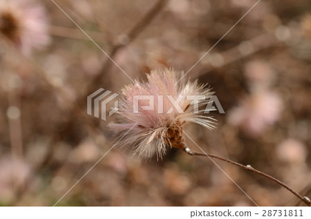 Koyabuki·Takano掃帚 Koyabuki·Takano掃帚 28731811