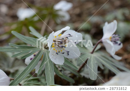 Seshibusou / Setsubun grass Seshibusou / Setsubun grass 28731812