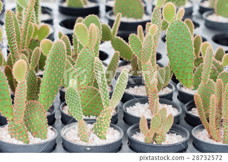 Mammillaria, Cactus 28732572