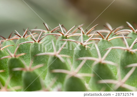 Mammillaria, Cactus Mammillaria, Cactus 28732574