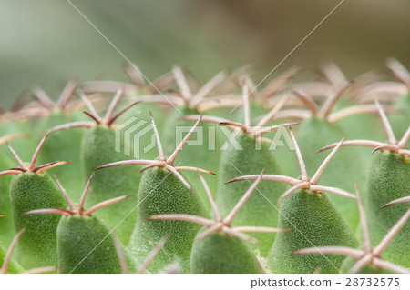 Mammillaria, Cactus 28732575