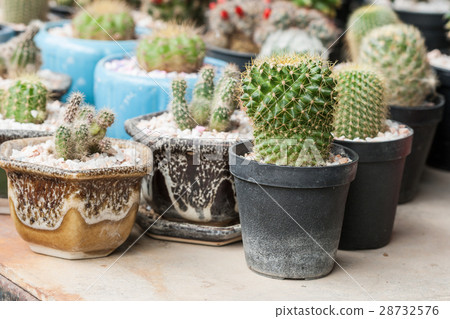 Mammillaria, Cactus Mammillaria, Cactus 28732576