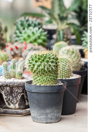 Mammillaria, Cactus Mammillaria, Cactus 28732577