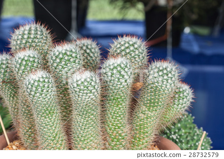 Mammillaria, Cactus Mammillaria, Cactus 28732579