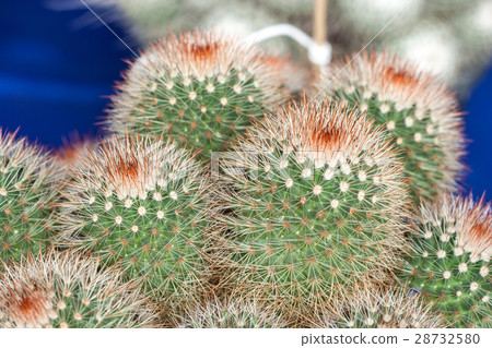 Mammillaria, Cactus Mammillaria, Cactus 28732580